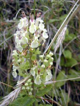Слика од Teucrium scorodonia L.