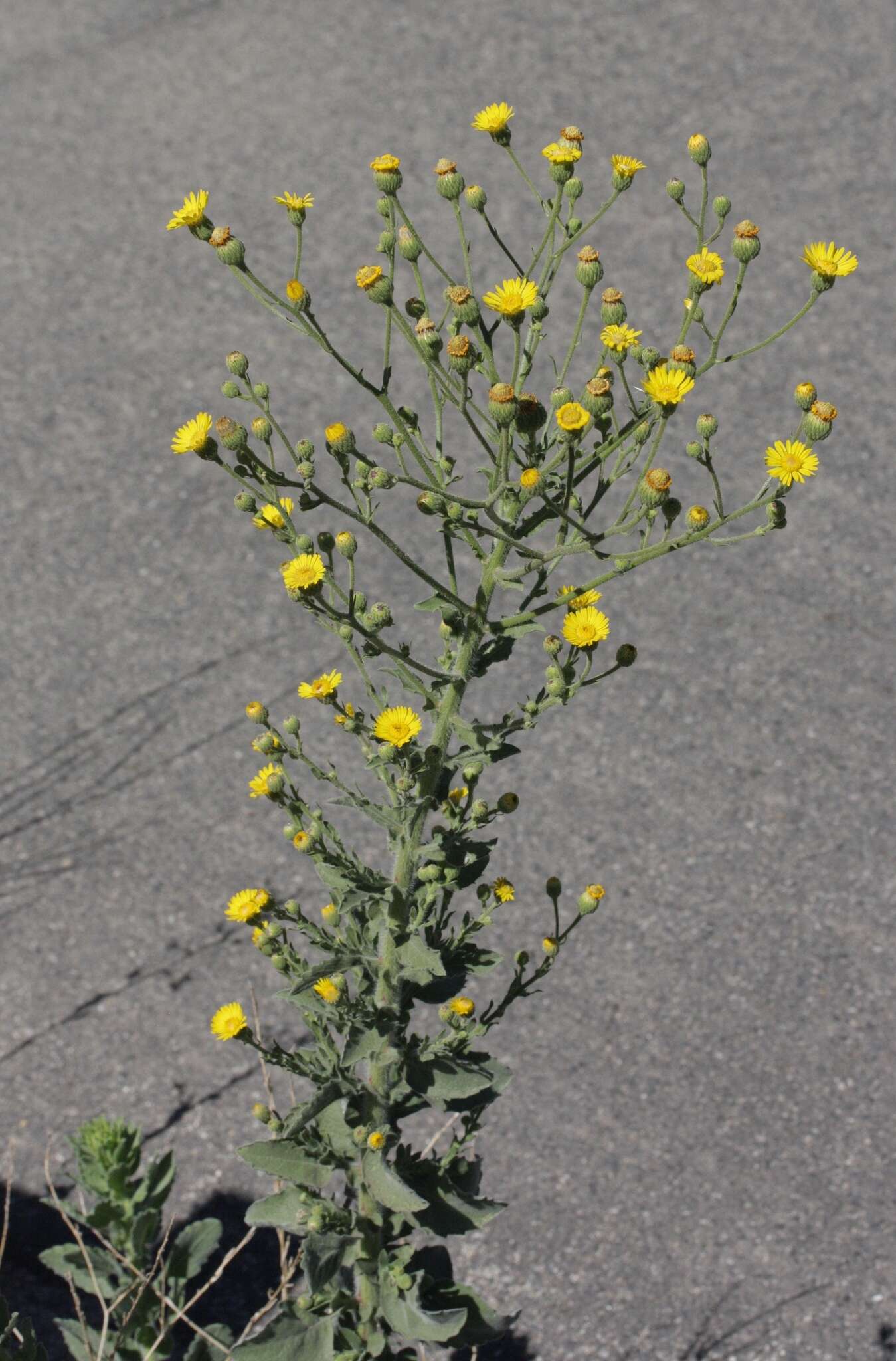 Image of telegraphweed