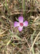 Plancia ëd Clarkia franciscana H. Lewis & Raven