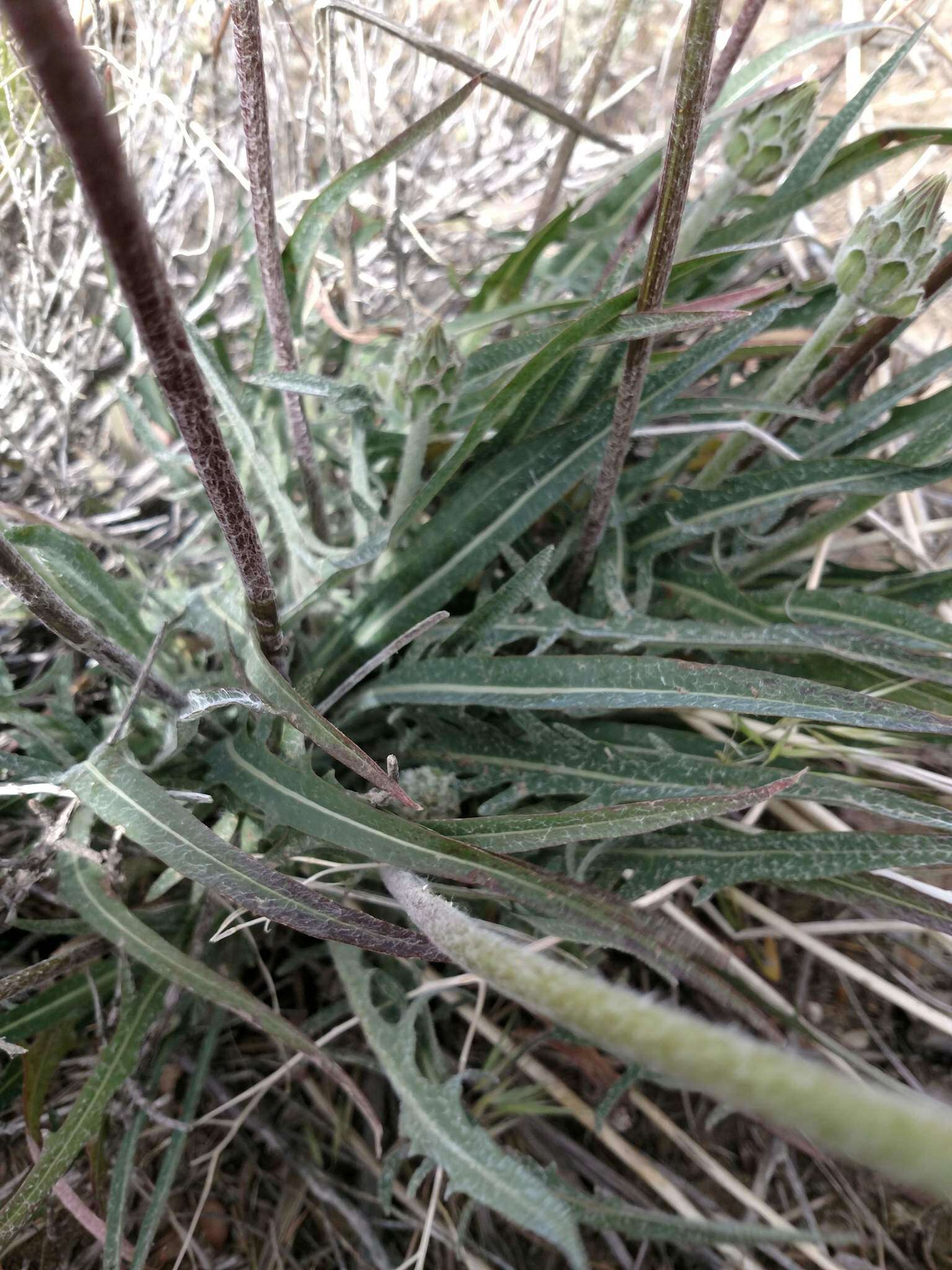 Plancia ëd <i>Agoseris <i>grandiflora</i></i> var. grandiflora