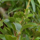 Image of Myrsine chathamica F. Muell.