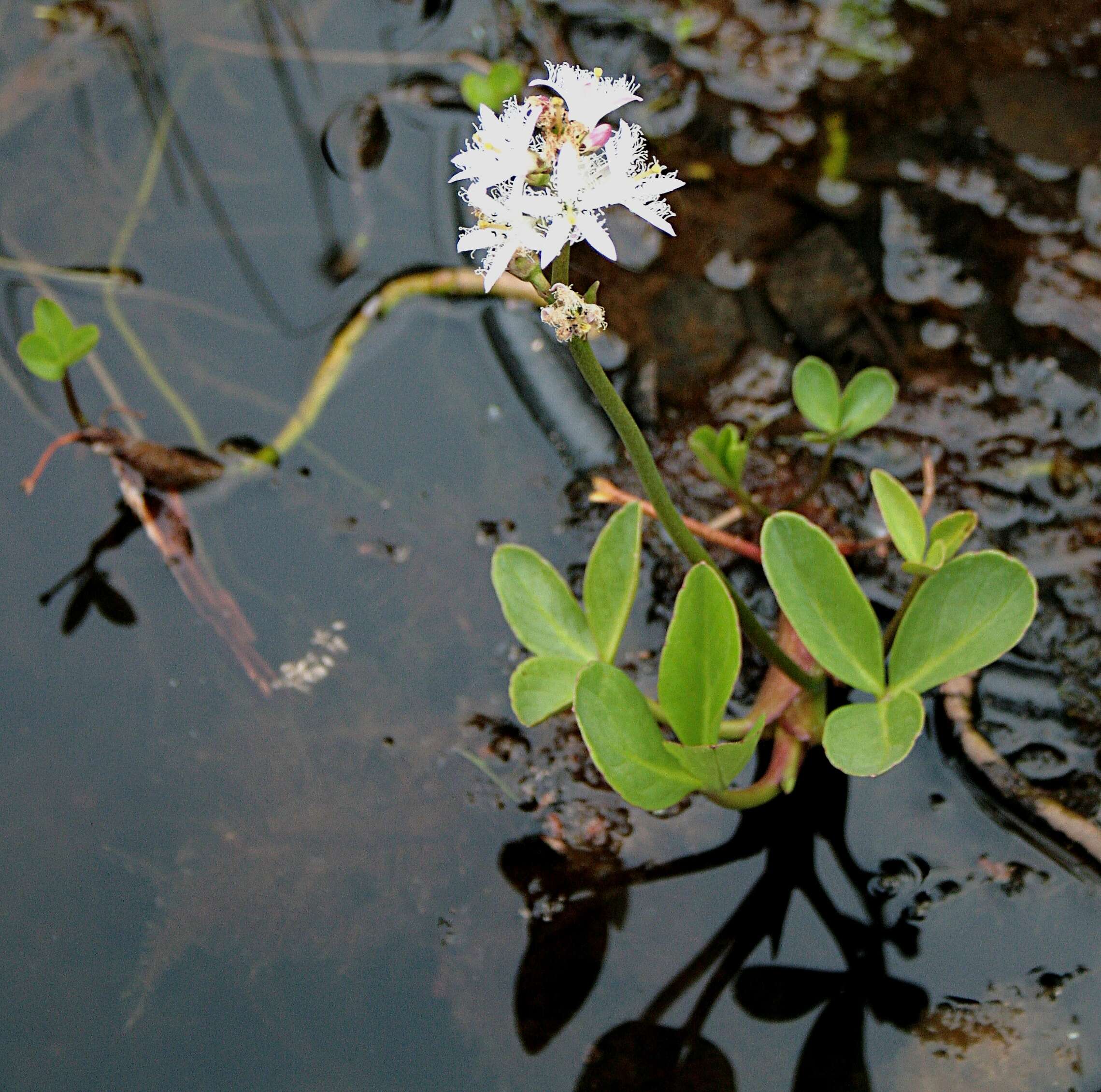 Image of bogbean