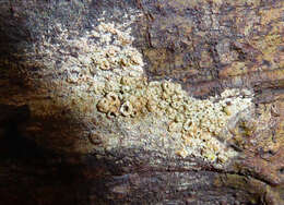 Image of barnacle lichen