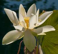 Image of American lotus