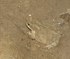 Image of Asian black-spined toad