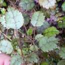 Sivun Rubus australis Forst. fil. kuva
