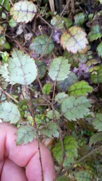 Sivun Rubus australis Forst. fil. kuva