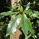 Image of Japanese laurel