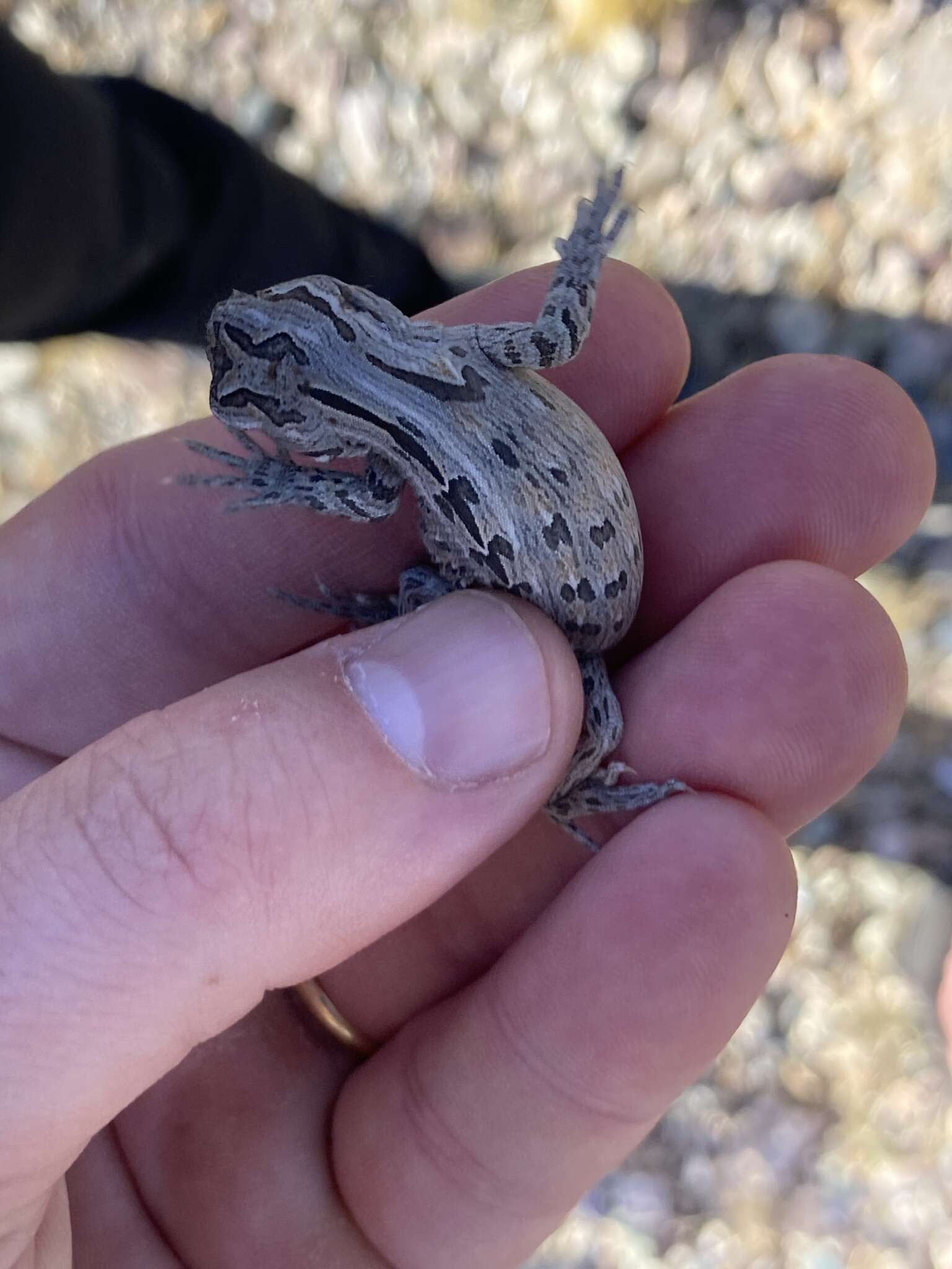 Image of Bell's anole