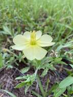 Oenothera humifusa Nutt. resmi