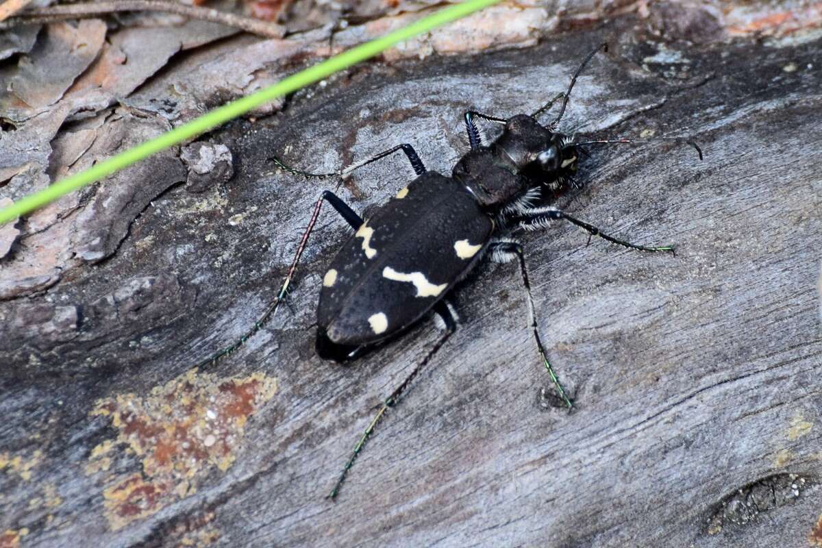 Image of Heath tiger beetle