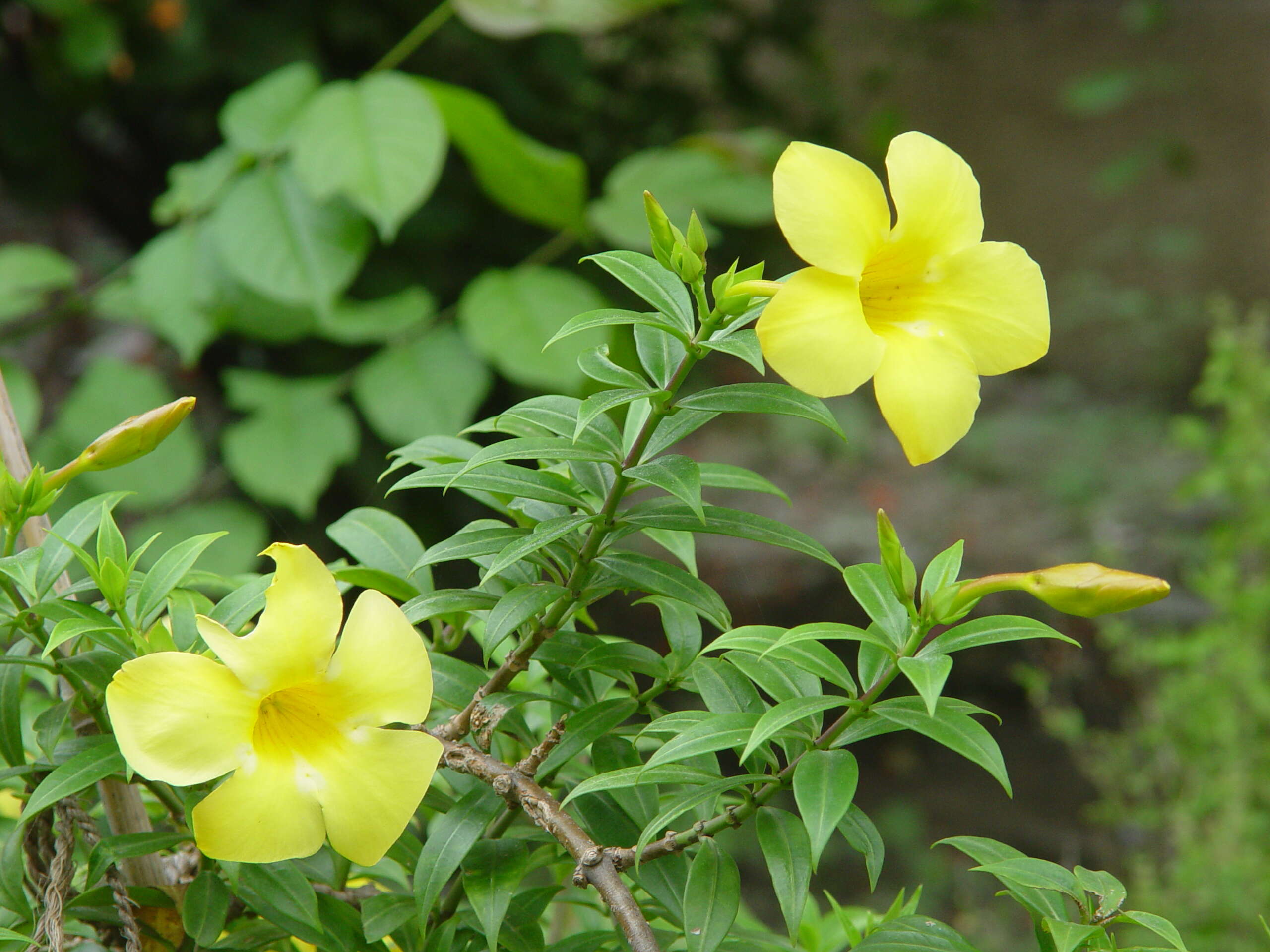 Image of golden trumpet