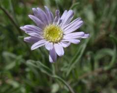 Image of shining fleabane