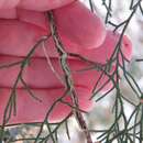 Image of needleroot airplant orchid