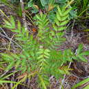 Myodocarpus fraxinifolius Brongn. & Gris resmi