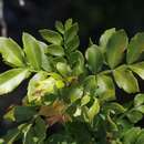 Image de Hippobromus pauciflorus (L. fil.) Radlk.