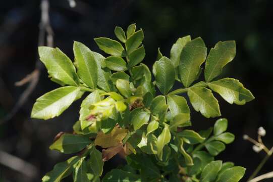 Image de Hippobromus pauciflorus (L. fil.) Radlk.