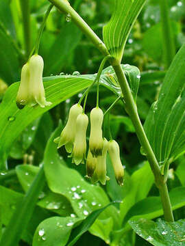 Image of Common Solomon’s-seal