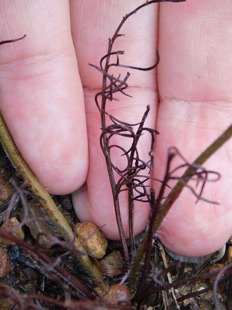 Image of Pelargonium caledonicum L. Bolus