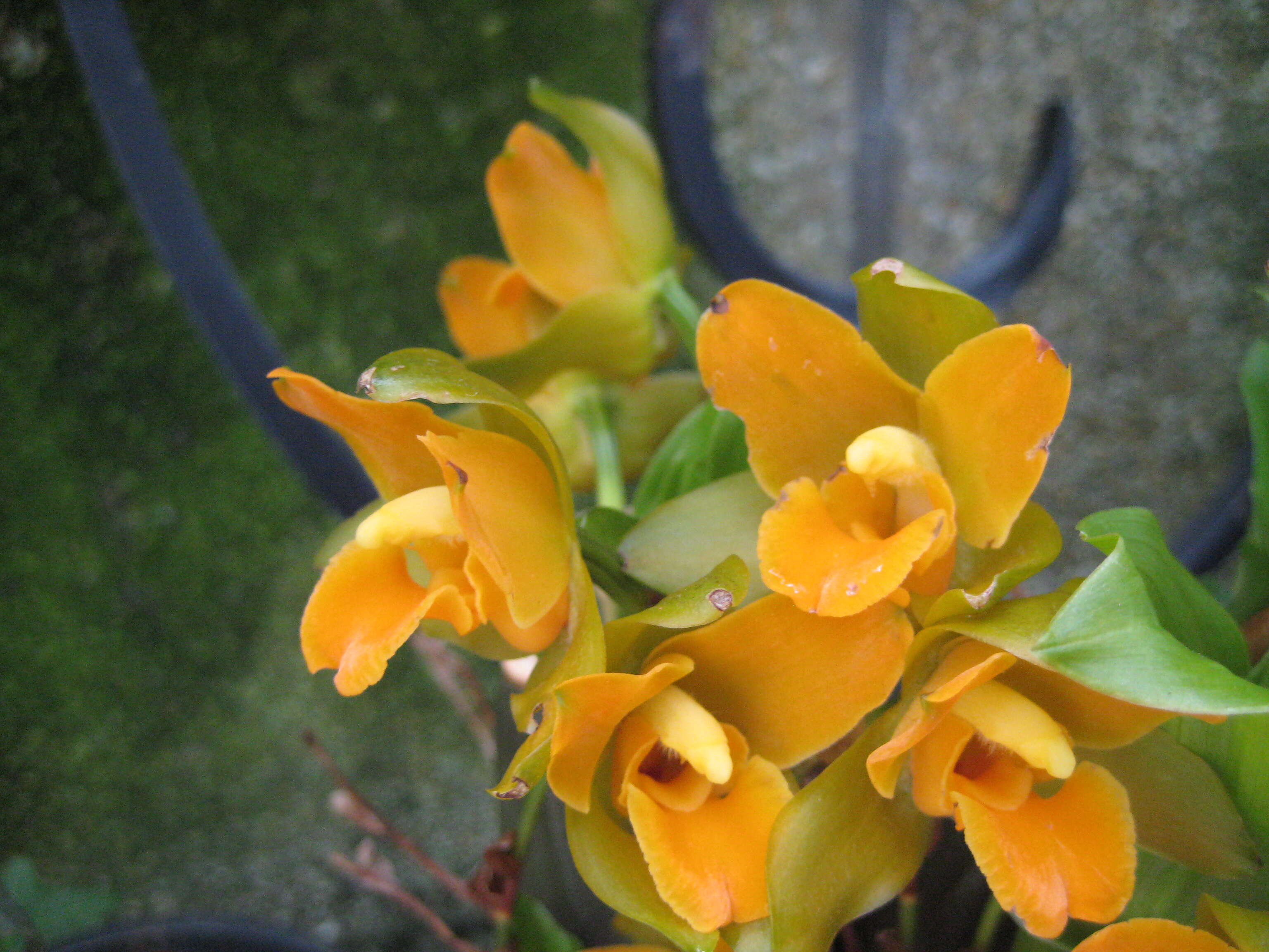 Image of lycaste