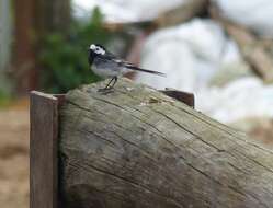 Image of Motacilla alba yarrellii Gould 1837