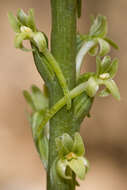 Image of Denseflower rein orchid