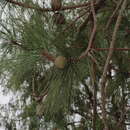 Imagem de Pinus pringlei Shaw