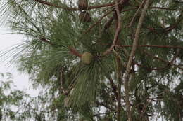 Image of Pringle's Pine
