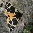 Image of Yellow Tiger Moth