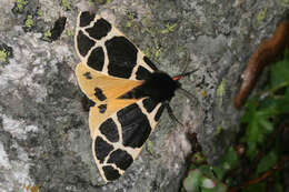 Image of Yellow Tiger Moth