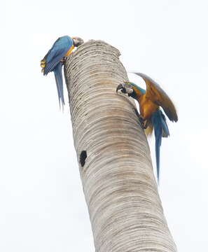 Image of Blue-and-yellow Macaw