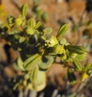 Image de Tetraena prismatocarpa (Sond.) Beier & Thulin