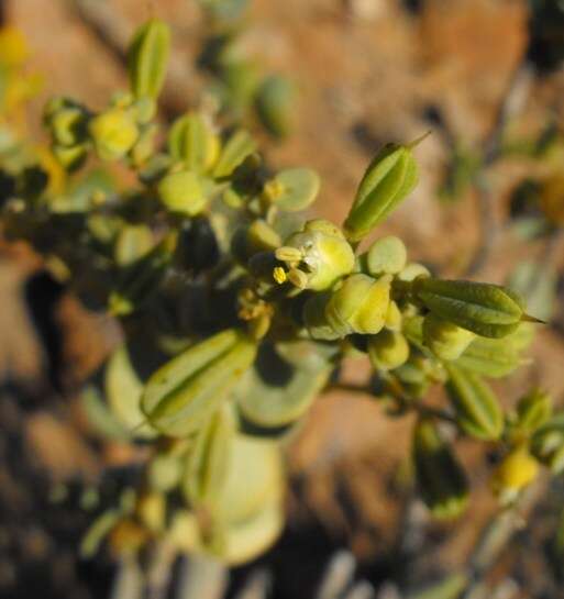 Image of Tetraena prismatocarpa (Sond.) Beier & Thulin