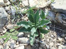 Imagem de Asclepias scaposa Vail