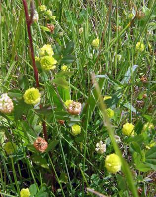 Image of Yellow Hop Clover