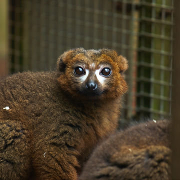 Image of Red-bellied Lemur