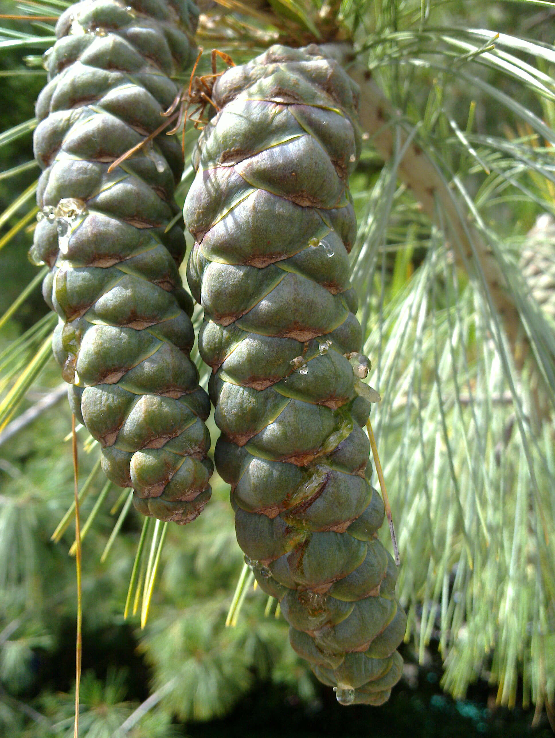 صورة Pinus wallichiana A. B. Jacks.