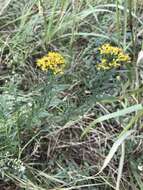 Plancia ëd Euthamia leptocephala (Torr. & A. Gray) Greene