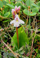 Galearis rotundifolia (Banks ex Pursh) R. M. Bateman resmi