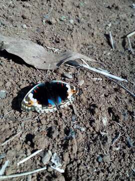 Image de Junonia orithya Linnaeus 1764