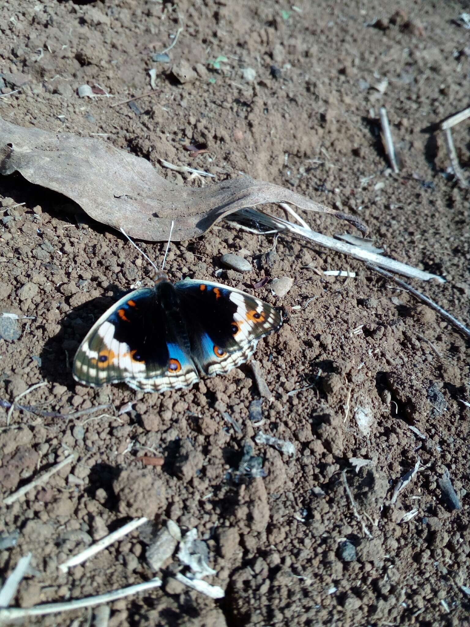 Image of Blue pansy