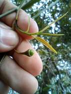 Imagem de Nectandra angustifolia (Schrad.) Nees & Mart. ex Nees