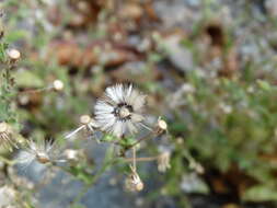 Image of Pseudoconyza viscosa (Mill.) D' Arcy