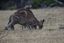 Image of Tasmanian forester kangaroo