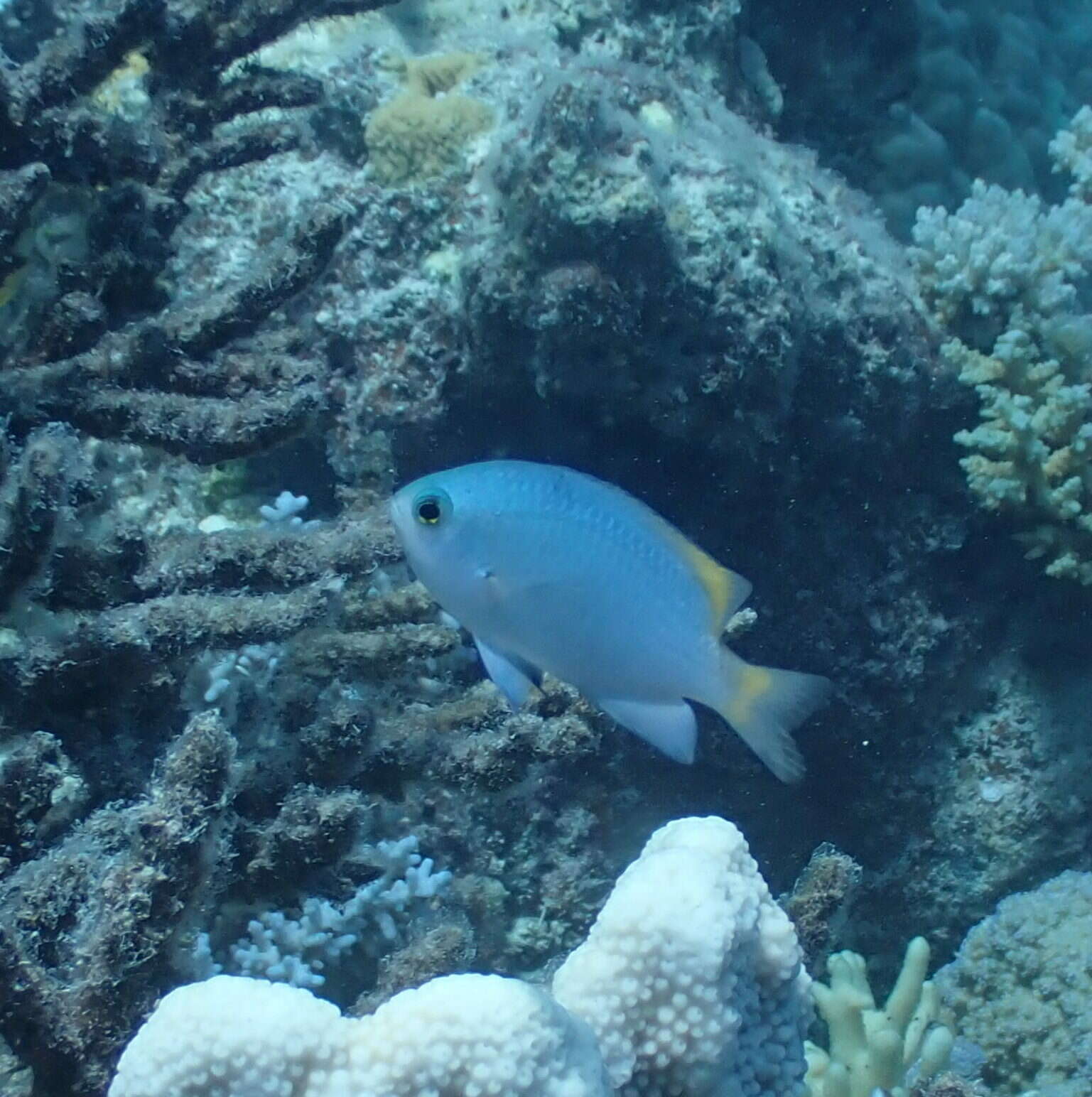 Image of Damselfish