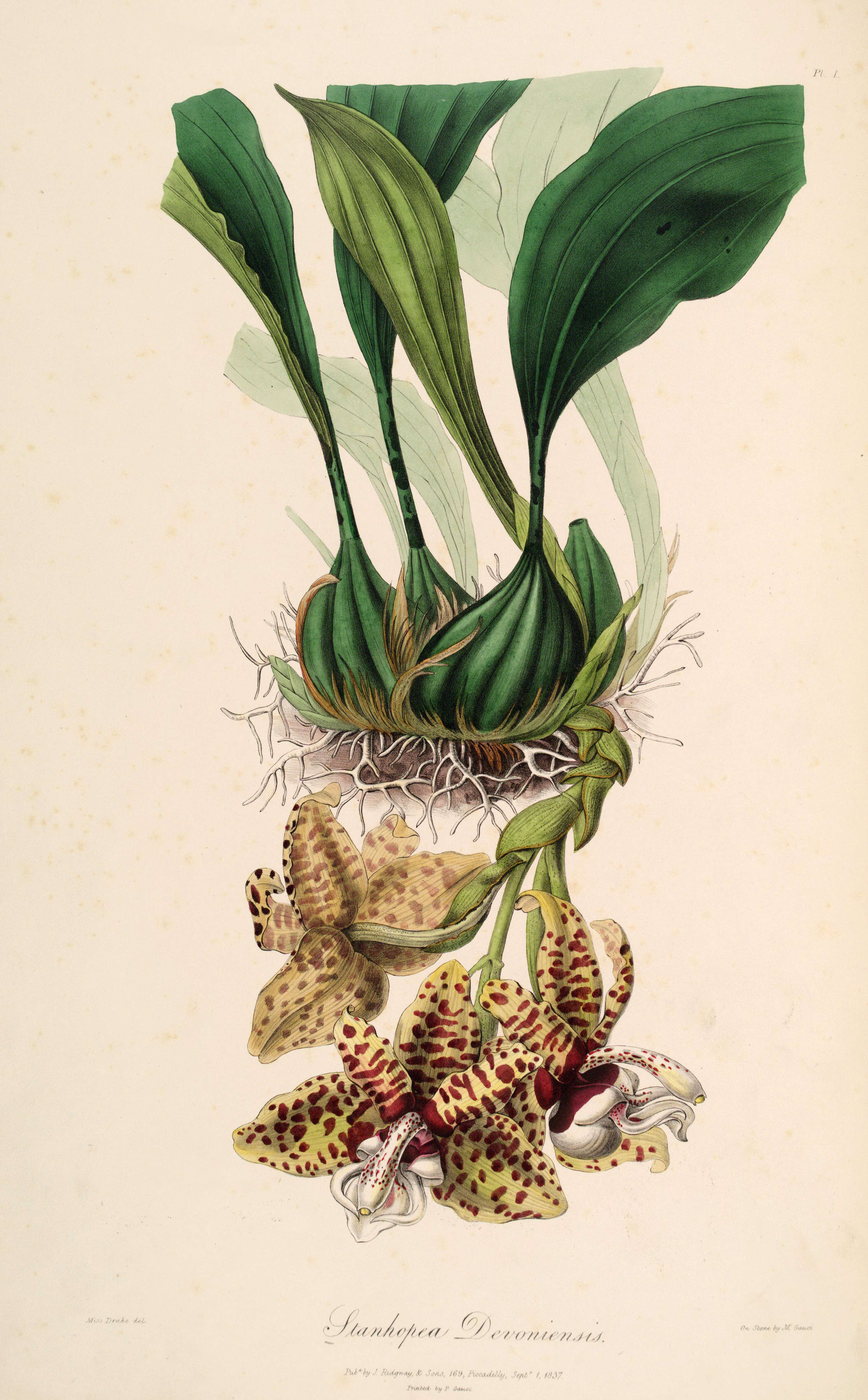 Image of Stanhopea hernandezii (Kunth) Schltr.