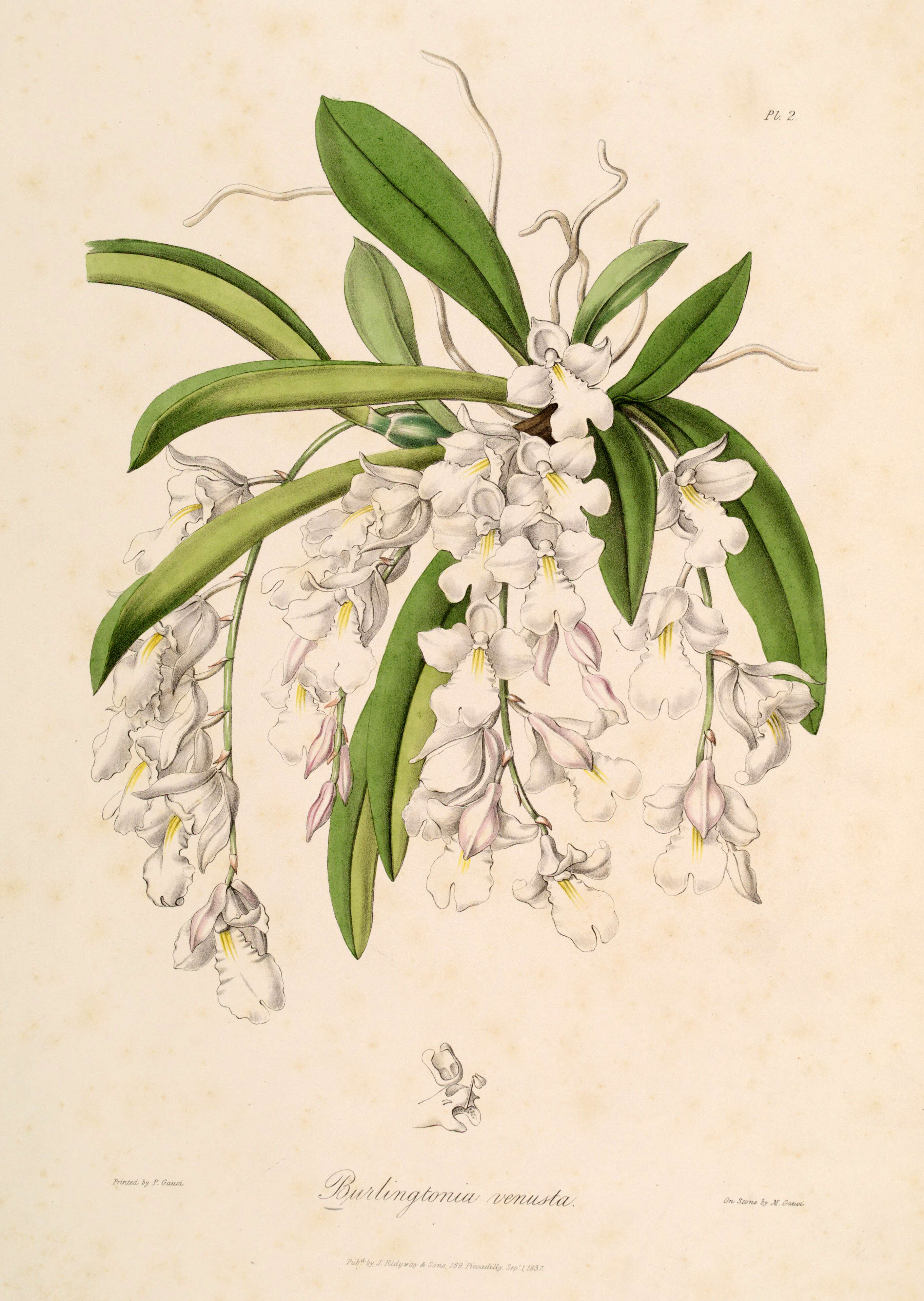 Image of Rodriguezia venusta (Lindl.) Rchb. fil.