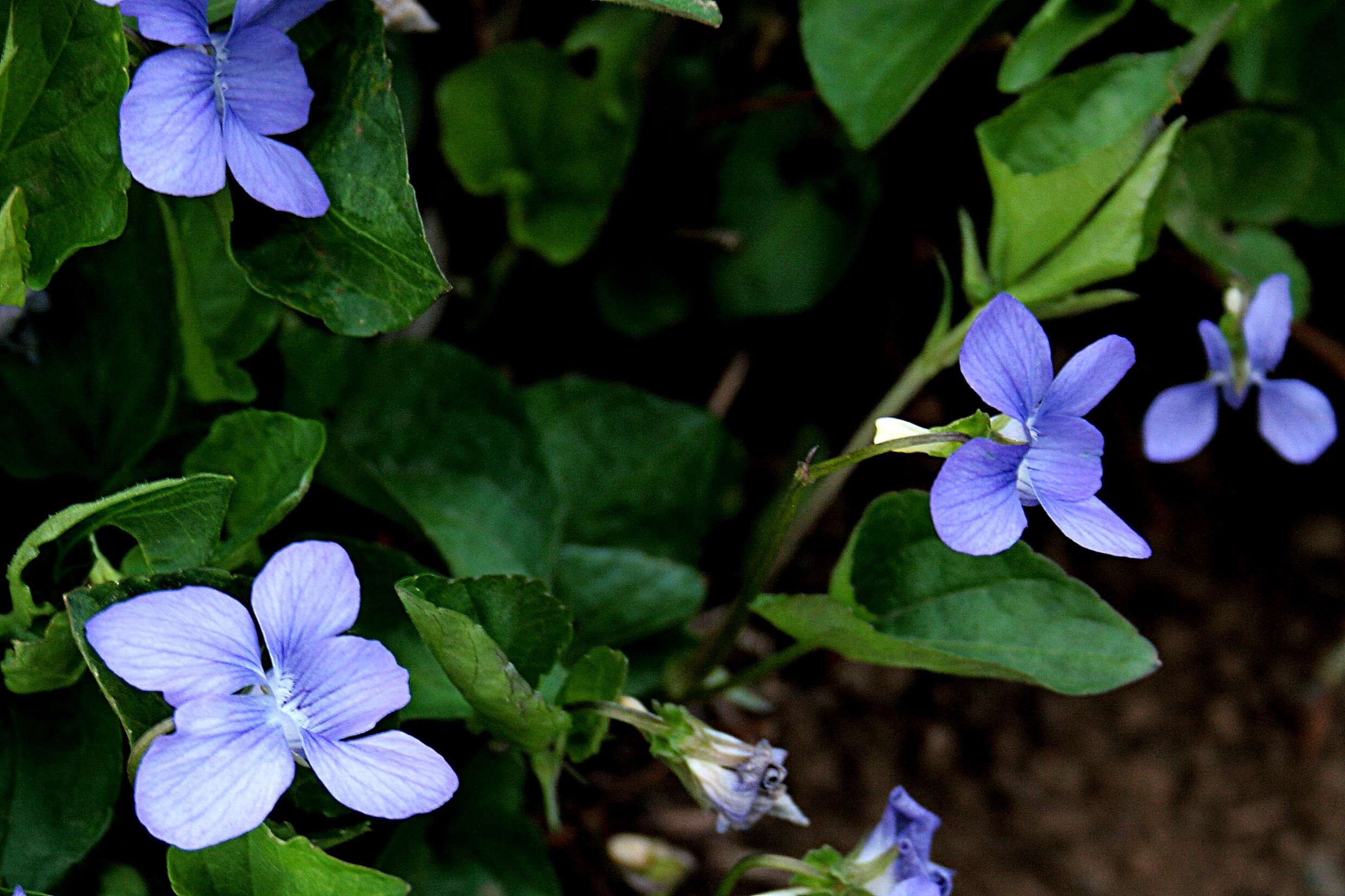 Image of dog violet