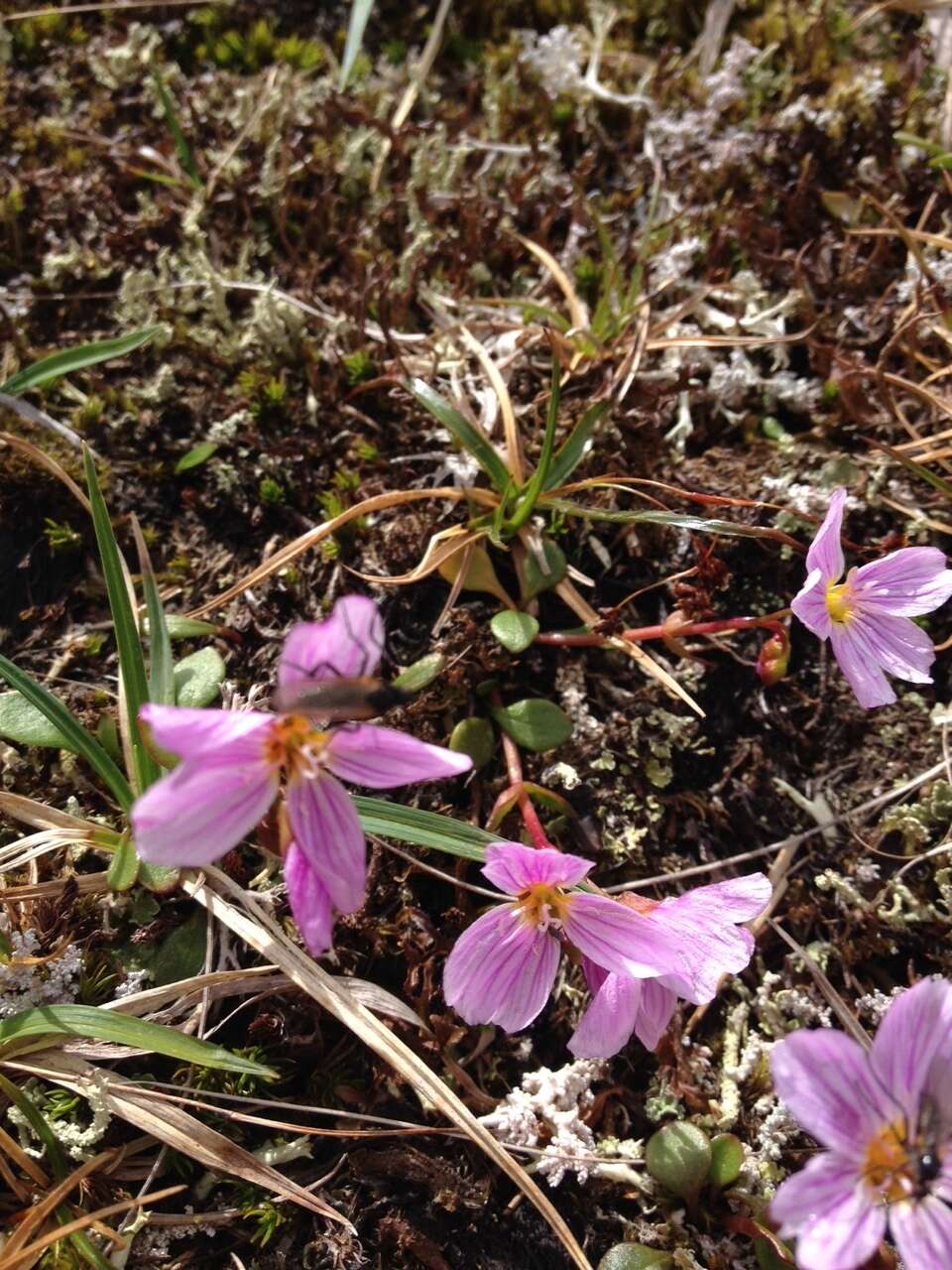 Claytonia sarmentosa C. A. Mey. resmi