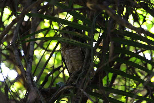 Image of African Wood Owl